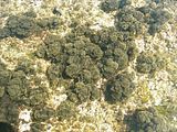 Halopteris scoparia3